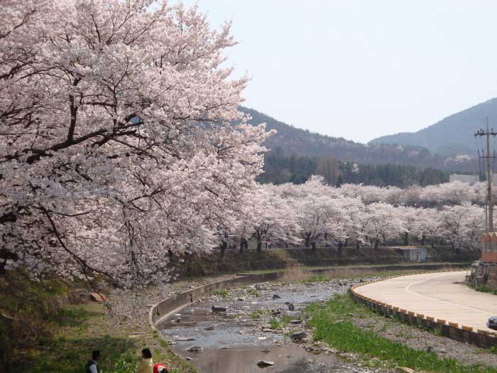 Su-anbo Cherry Blossom Road