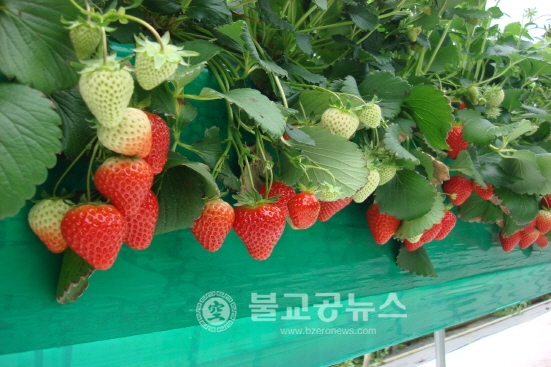 매향