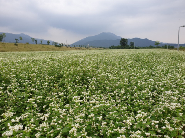 Buckwheat Flower Field