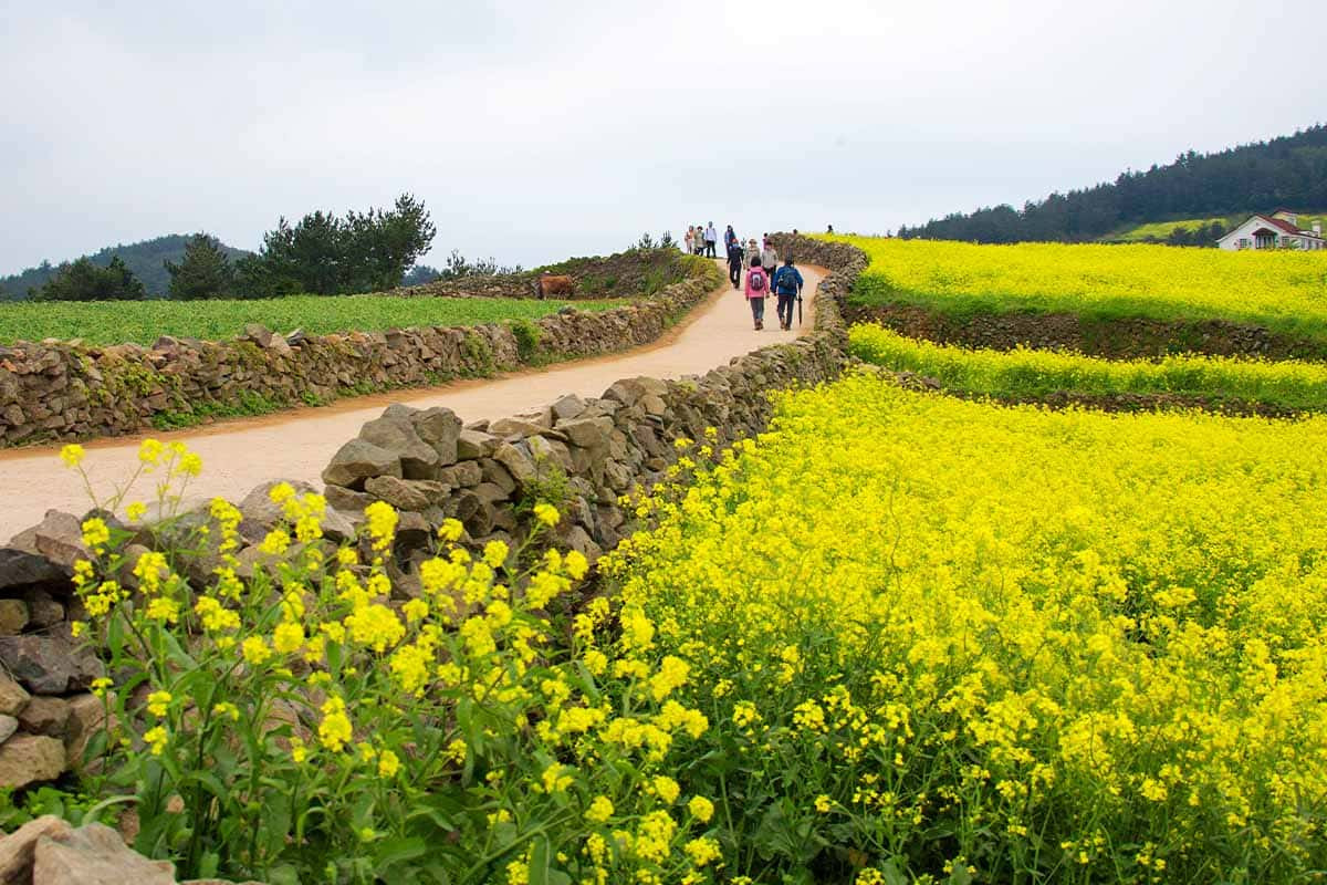 Canola Flower Daepyeongwon