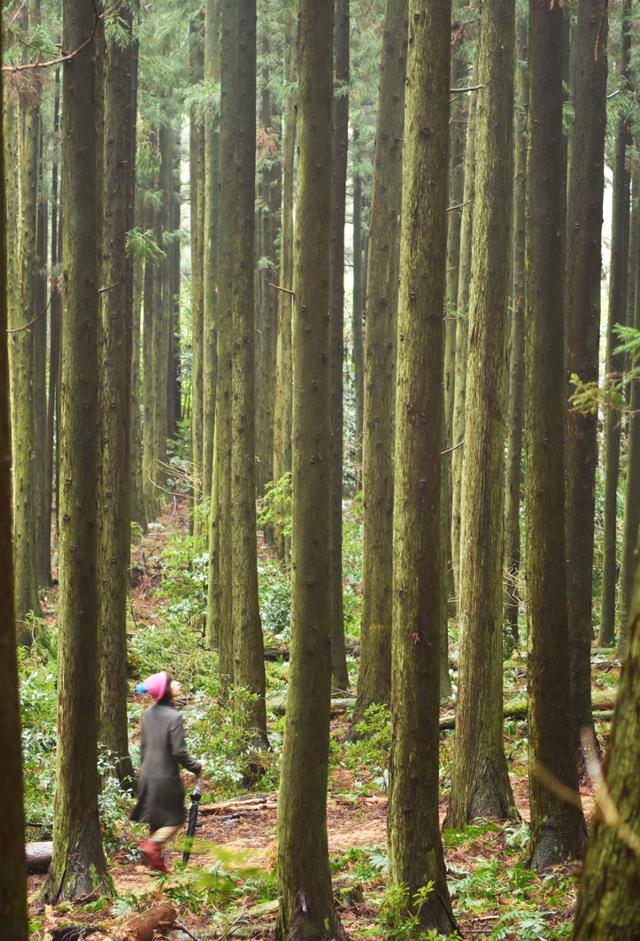 Saryeoni Forest Trail