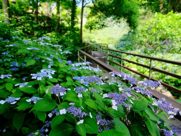 Hwadam Forest Hydrangea Garden