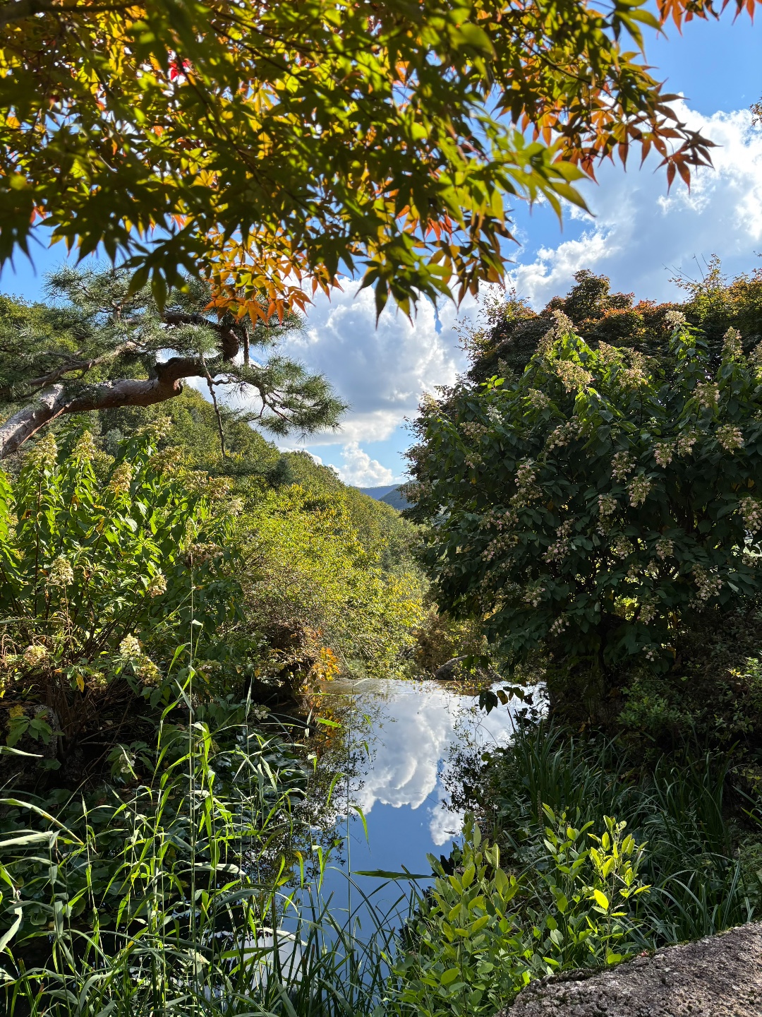 Hwadam Forest Mandarins Pund (Mandarin Duck Pond)