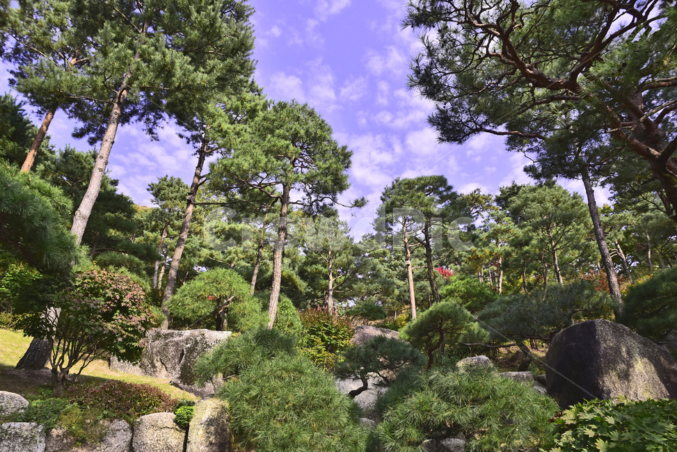 Hwadam Forest Pine Garden