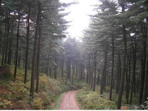 Gyeonggi Pine Forest (Jat Hyanggi Pureun Sup)
