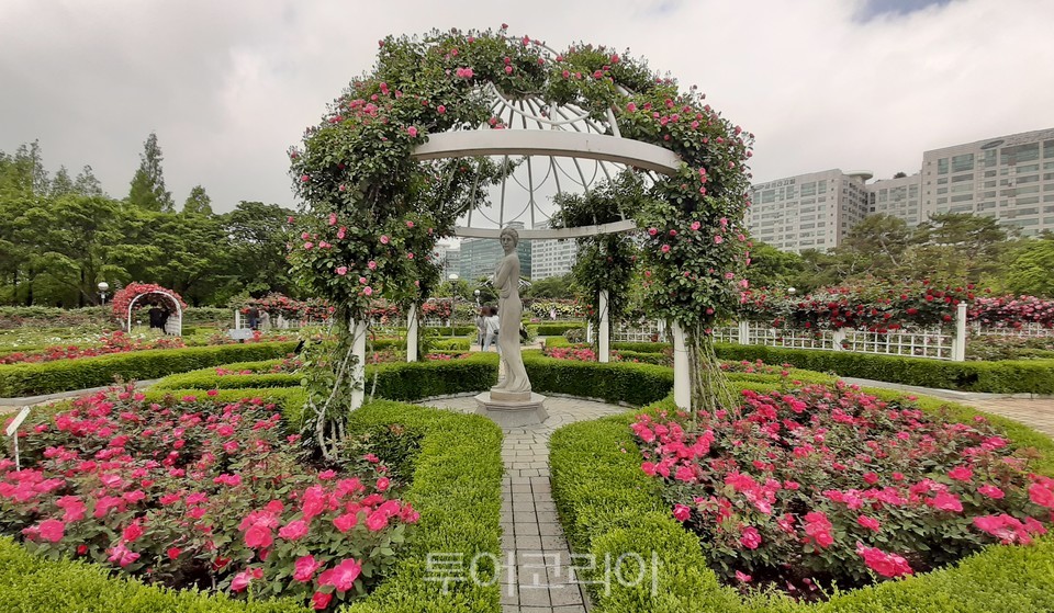 Ilsan Lake Park Rose Garden