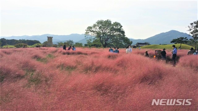 Cheomseongdae Pink Muhly
