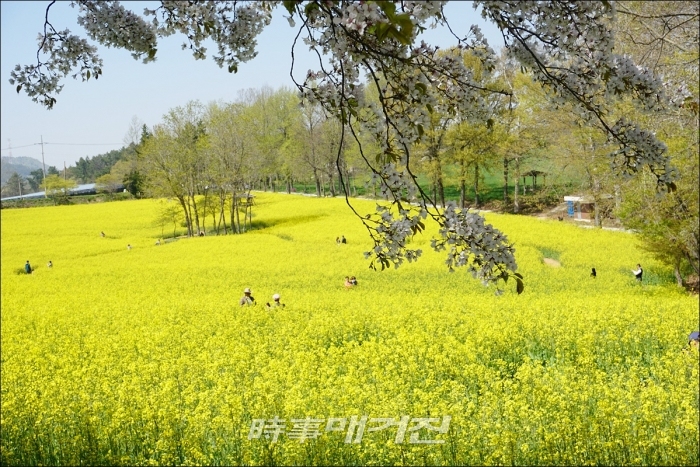 Gochang Cheongbori Field Wangdaebat