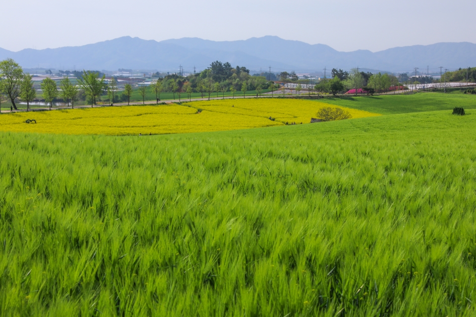 Gochang Green Barley Field