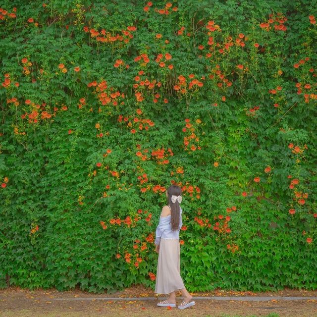 Ttukseom Hangang Park Neungsohwa Wall