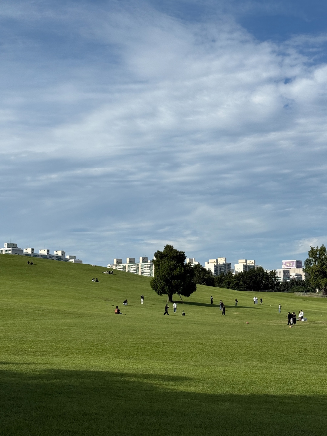 Olympic Park Na Hole Tree