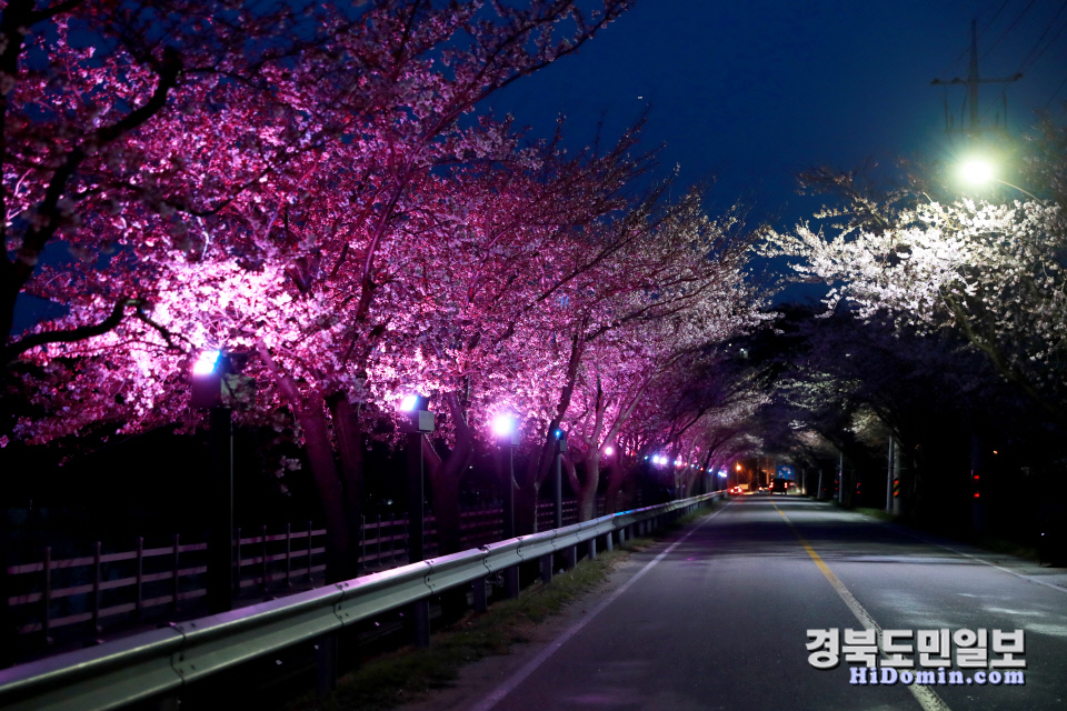 망양벚꽃길