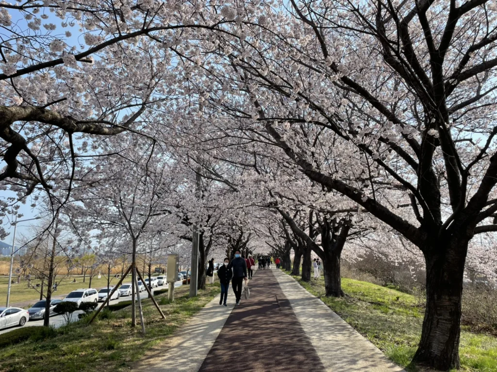 낙동제방 벚꽃길