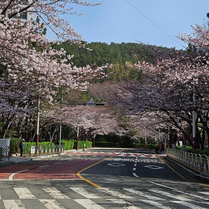 Daewoo Marina Cherry Blossom Road