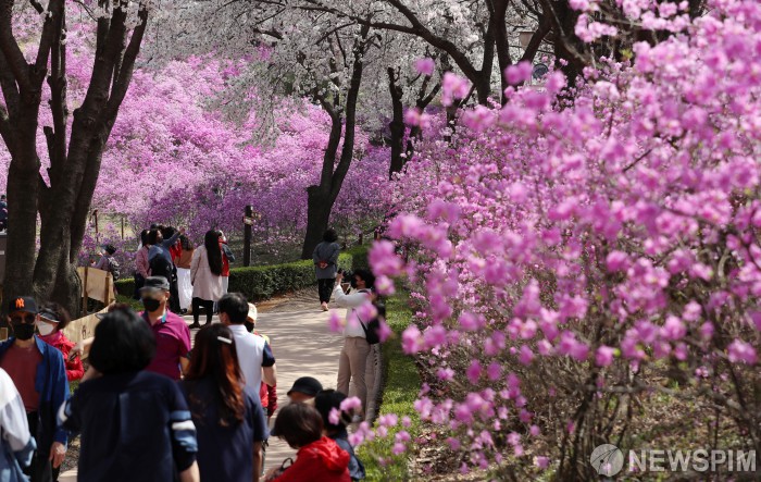 원미산 진달래동산
