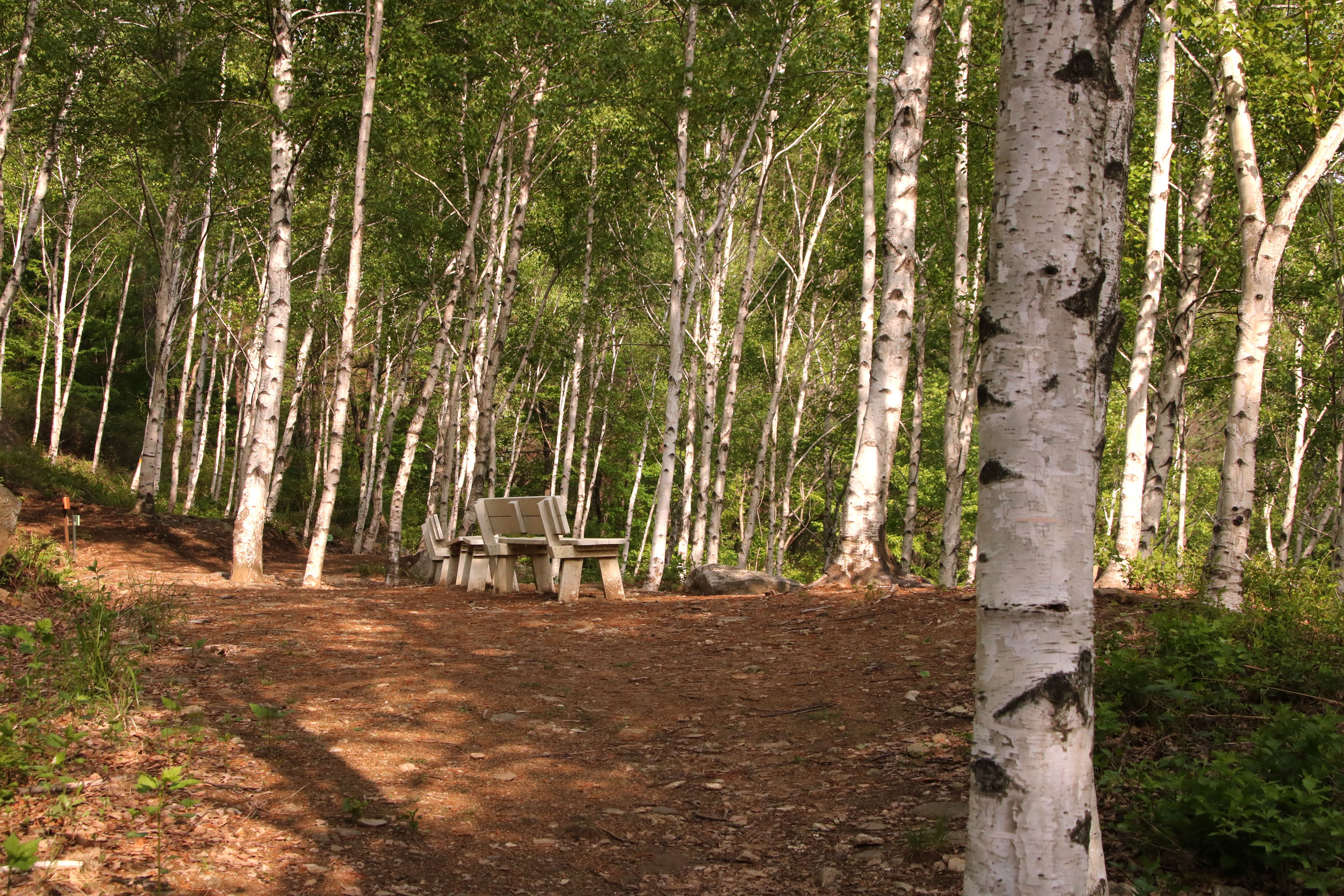 Seohuri Forest