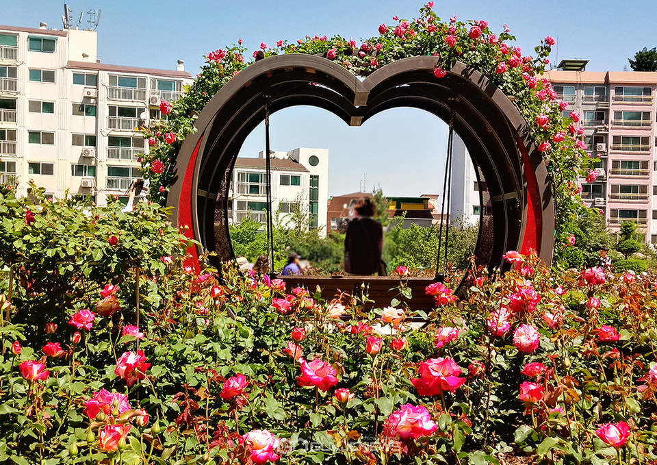 Dodang Neighborhood Park Baekman Songi Rose Garden