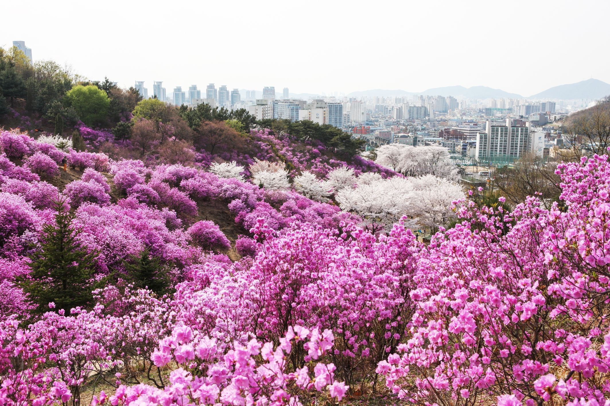Bucheon Wonmi Park