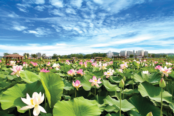 Siheung Lotus Theme Park