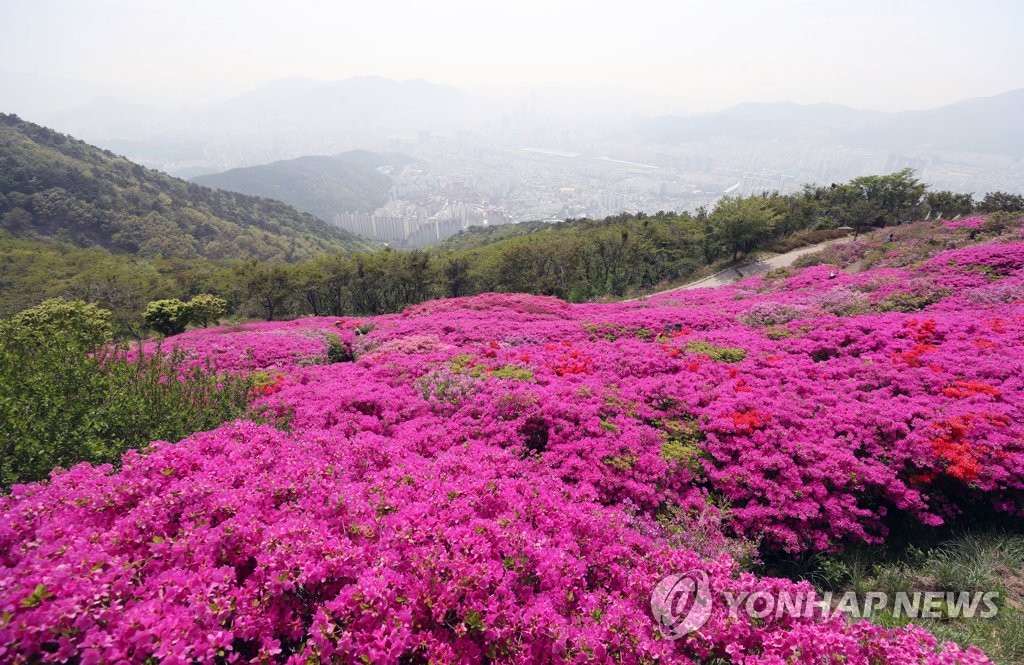 백양산 애진봉