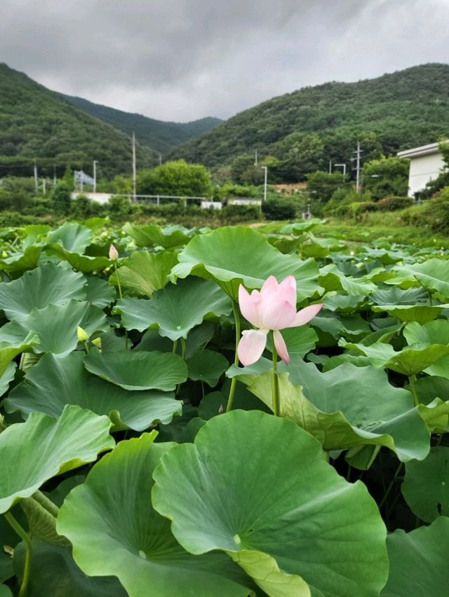 곰내연밭