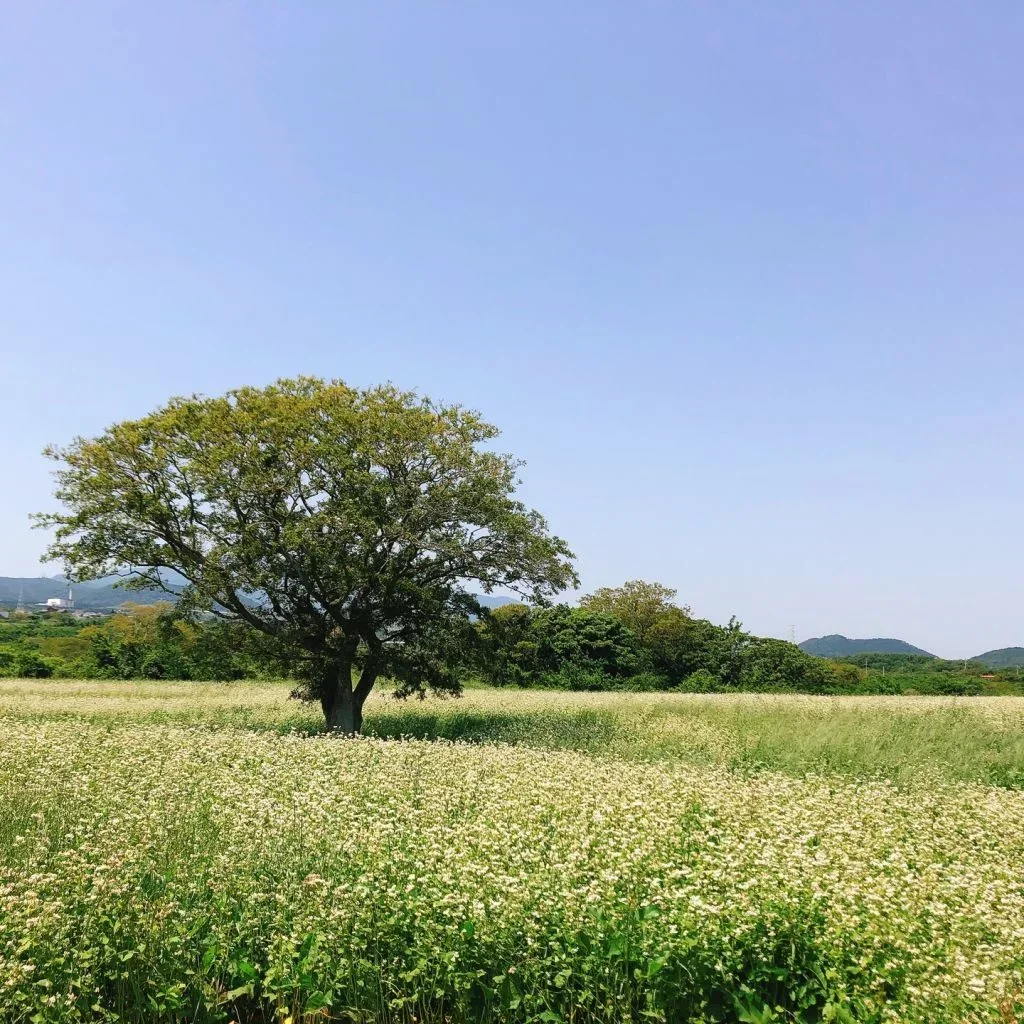 Waheul Buckwheat Village