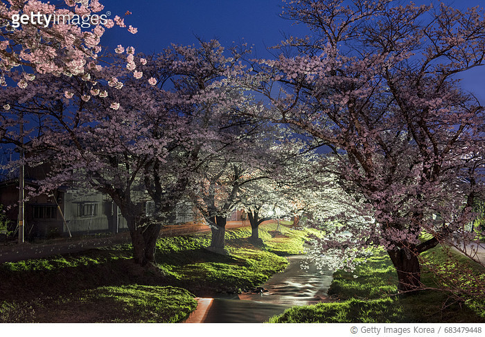 Cherry blossom tunnel