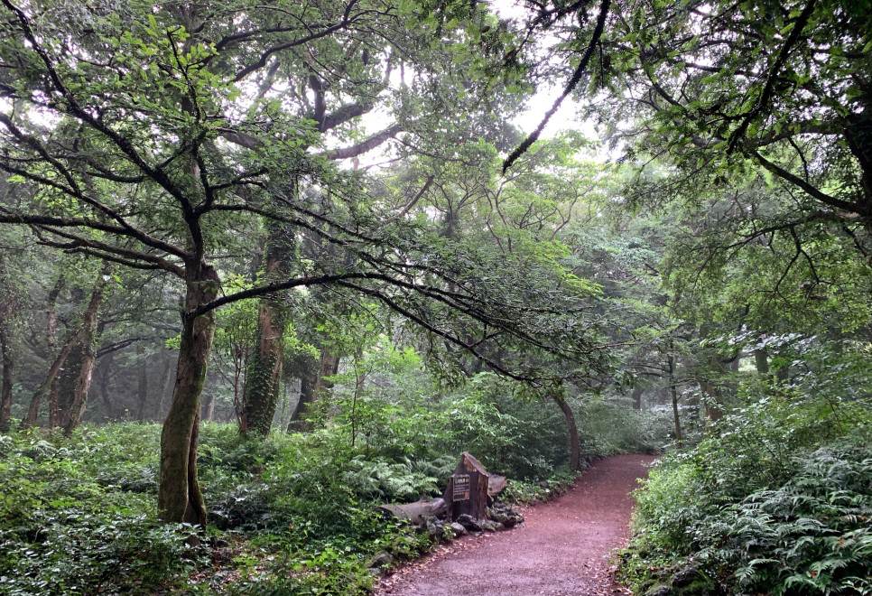 Bija Forest
