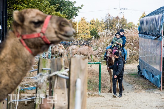 Camel Trekking