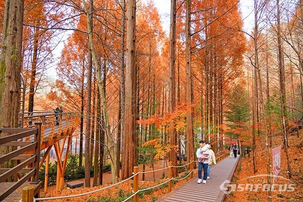 Jangtaesan Natural Recreation Forest Metasequoia Forest Bathing Area