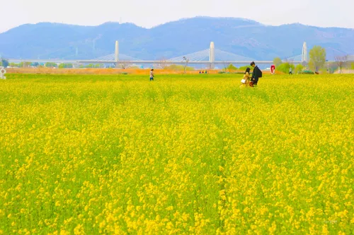 Geumho Flower Island