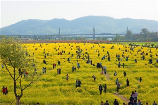 Hajungdo Canola Flower Park