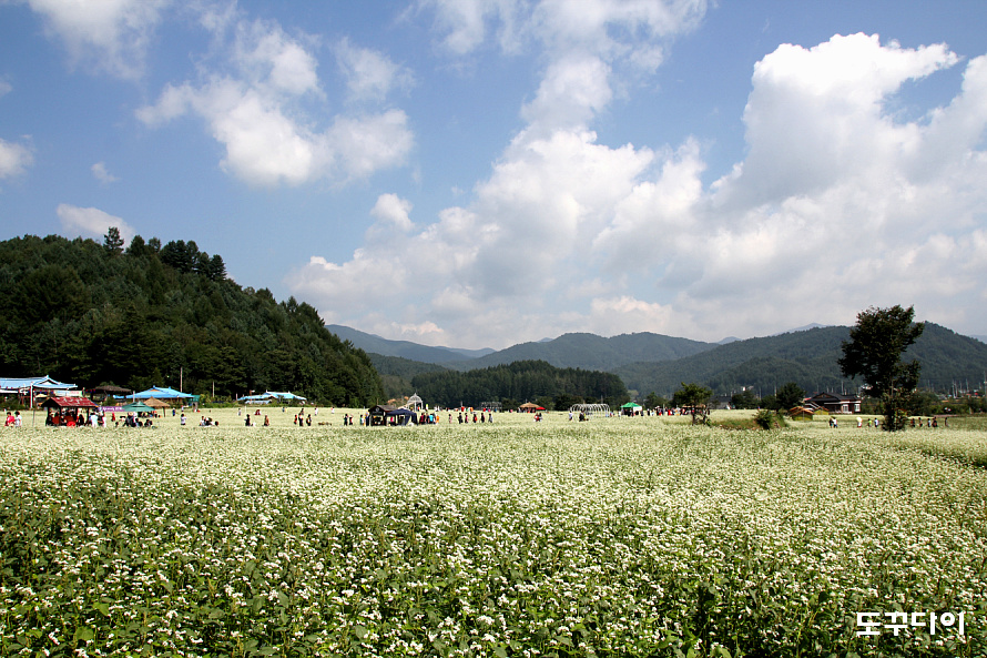 Bongpyeong Buckwheat Flower Field