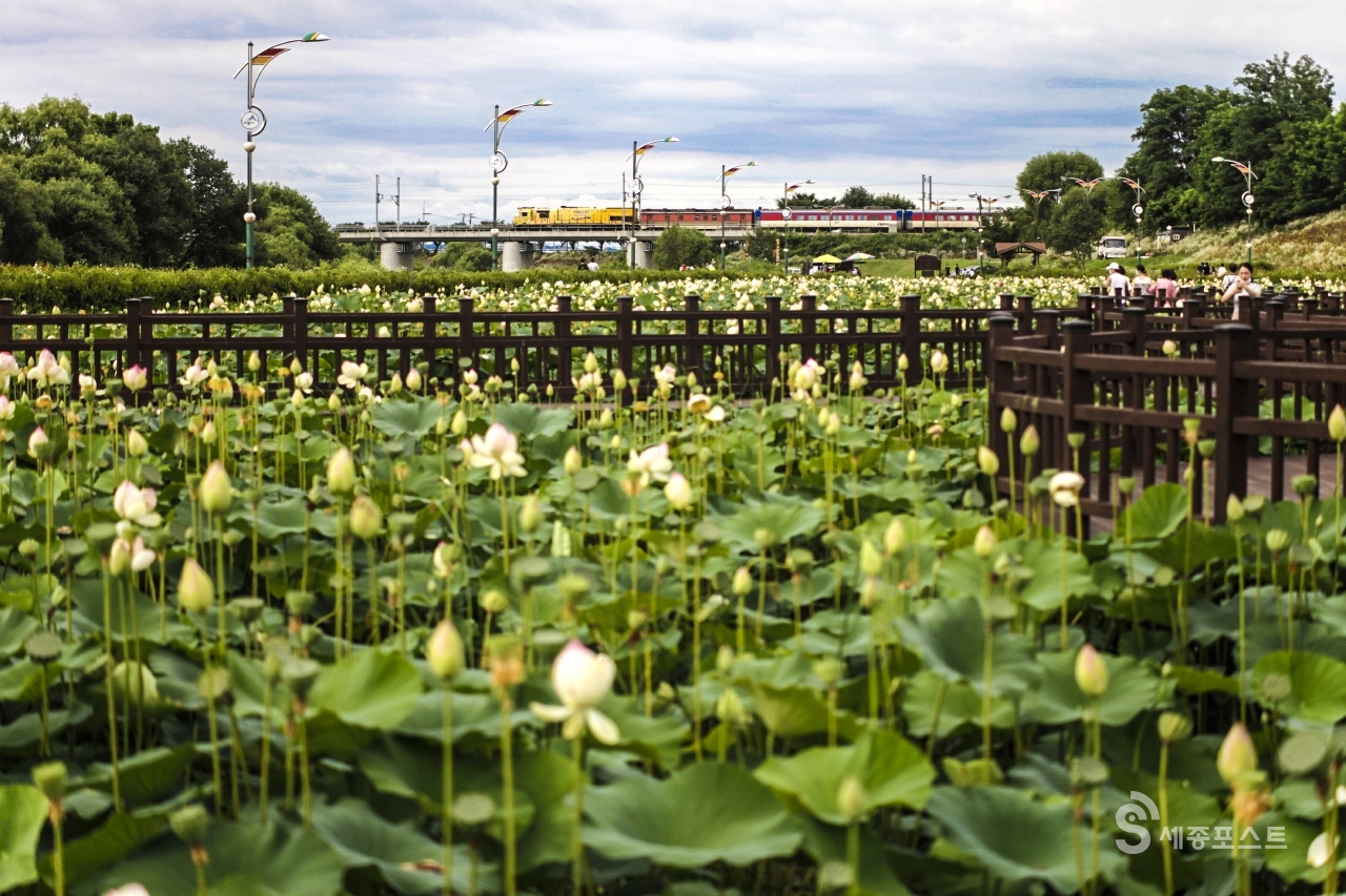 Jocheon Lotus Park