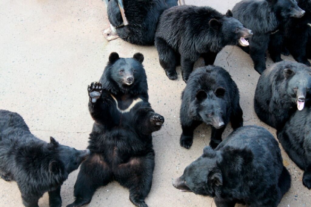 Bear Tree Park