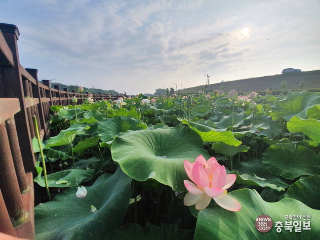 Jocheon Lotus Park