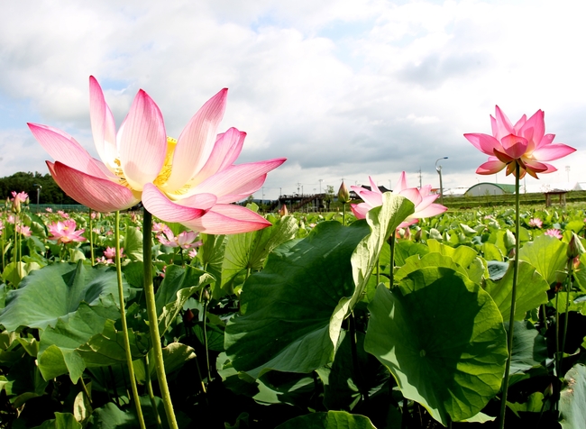 Haman Lotus Theme Park