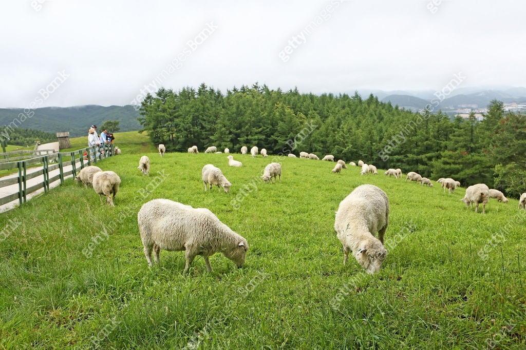 Daegwallyeong Sheep Farm