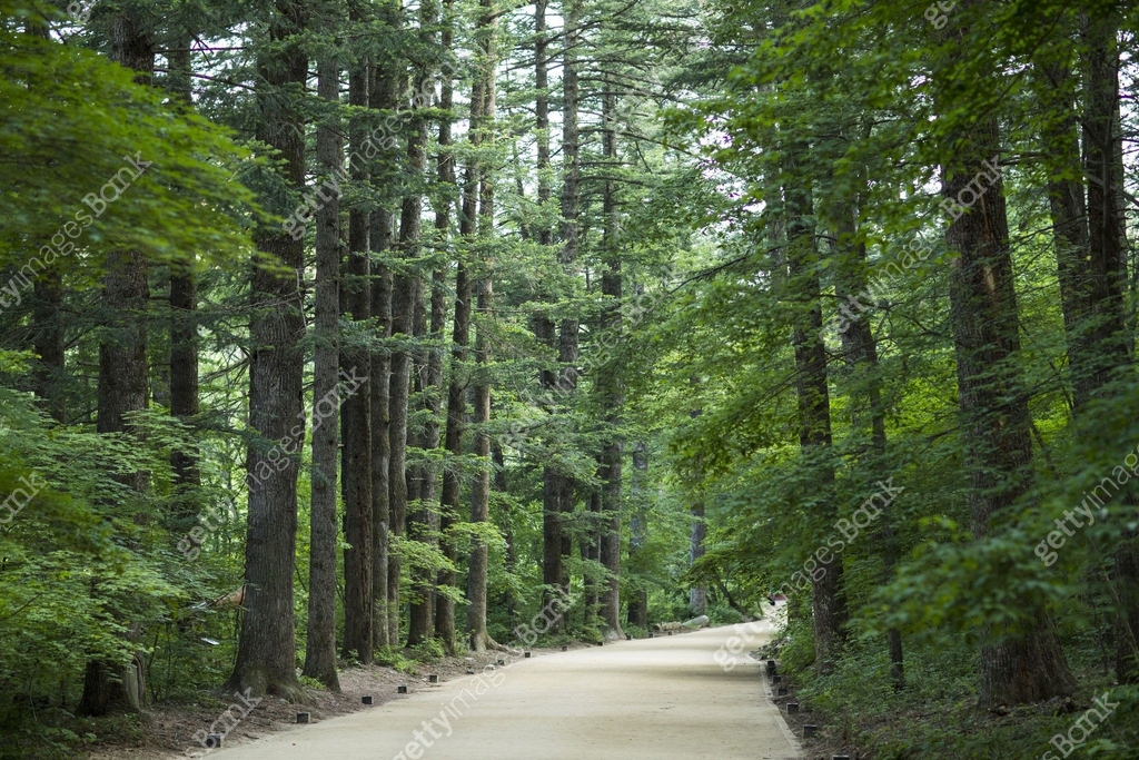 Woljeongsa Fir Forest
