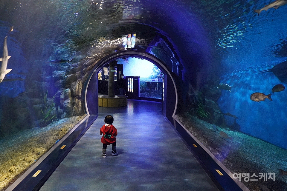 Gyeongpo Aquarium