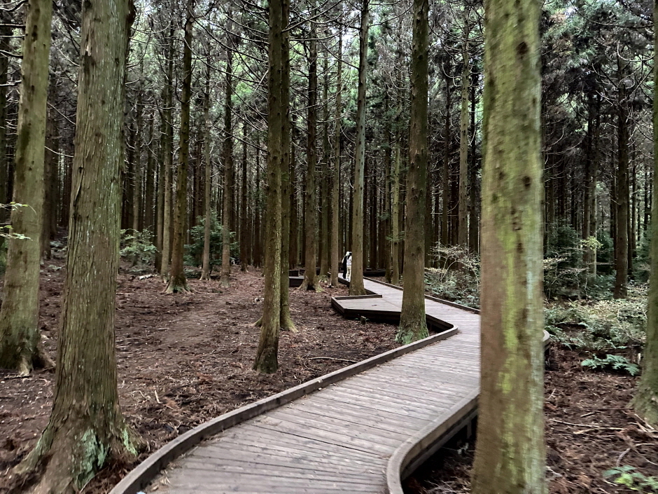 Saryeoni Forest Path