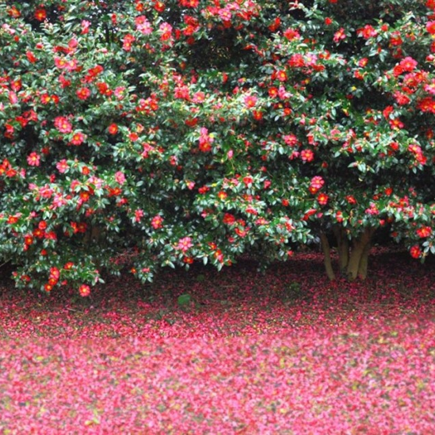 Camellia Hill