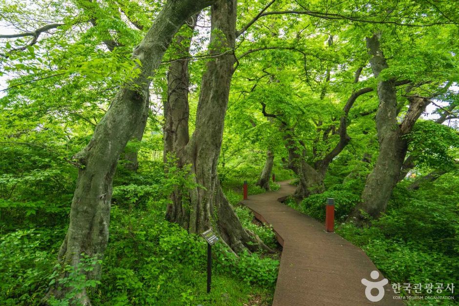 Namhae Mulgeon-ri Bangjo Eoburim Forest