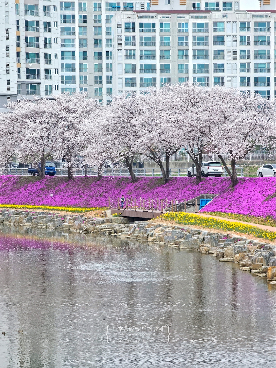 Sunchang Yangjicheon Moss Phlox Road