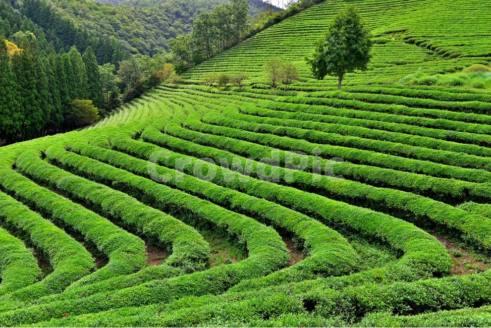 Daehan Dawon Boseong Green Tea Fields