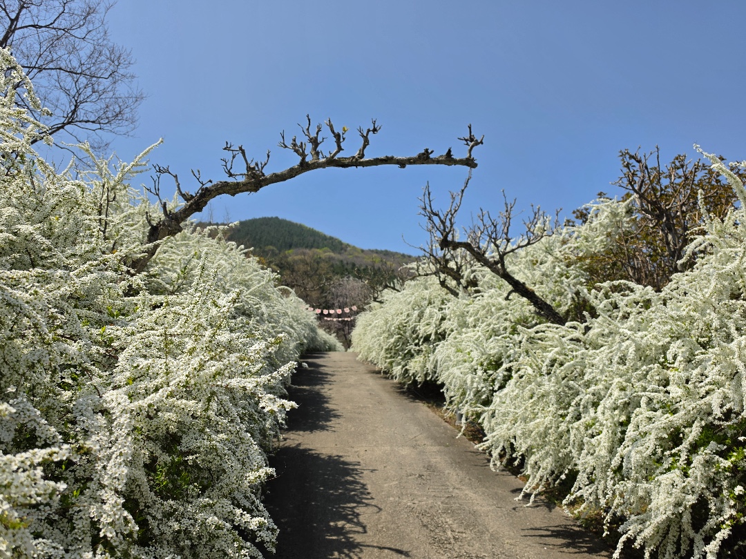 Boryeong Mugunghwa Arboretum