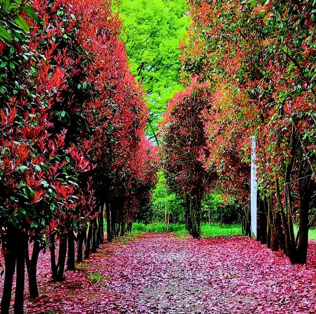 Cheongsan Arboretum
