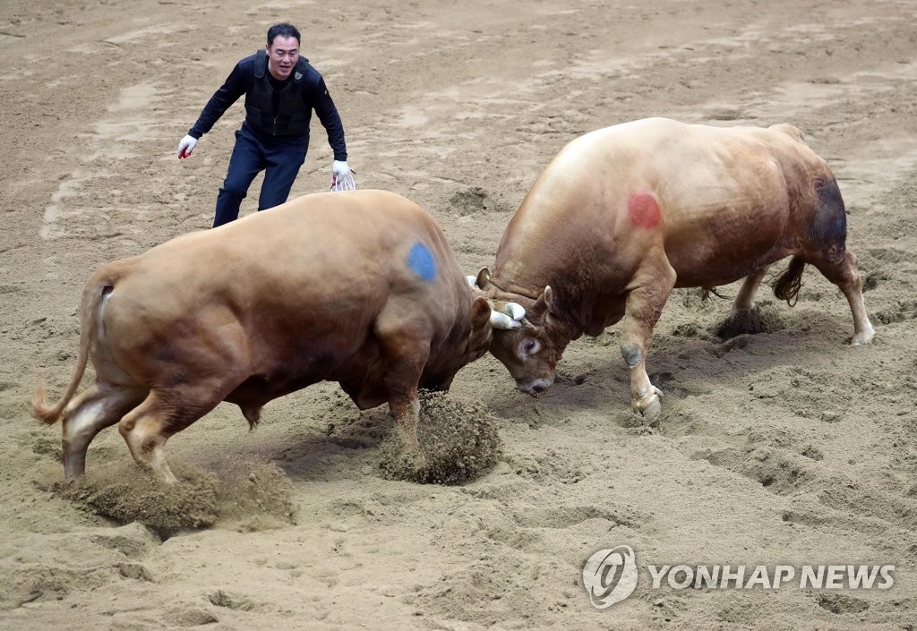 Cheongdo Bullfighting Stadium