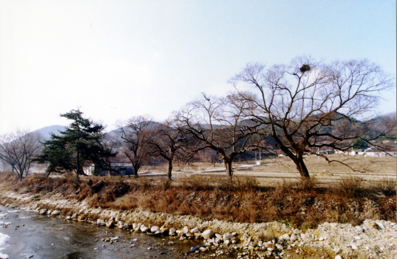 산청 실매리 왕버드나무군