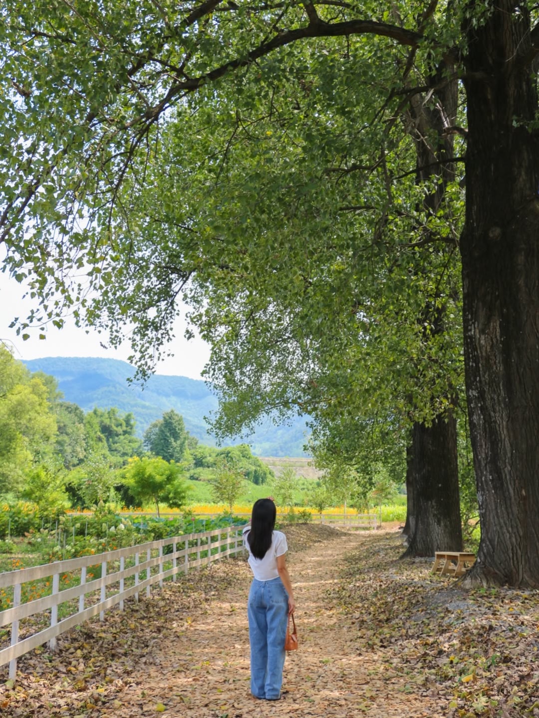 Darae Dairy Farm
